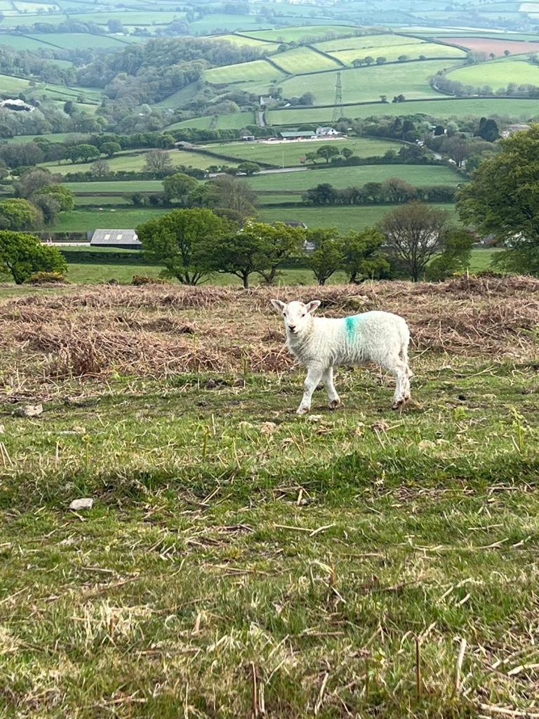 The Old Post House - Historic Dartmoor Home 태비스톡 외부 사진